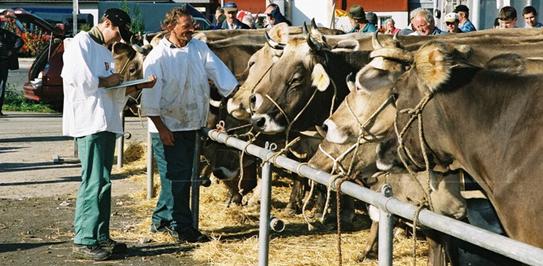 Viehzeichnung Wil Oberdorf
